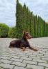 Dodatkowe zdjęcia: Doberman KSU/FCI