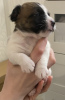 Dodatkowe zdjęcia: Cudowne szczenięta Jack Russell Terrier szukają domu i troskliwych właścicieli!