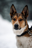 Zdjęcie №2 do zapowiedźy № 45435 na sprzedaż  pies nierasowy - wkupić się Federacja Rosyjska prywatne ogłoszenie