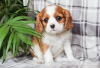 Zdjęcie №1. cavalier king charles spaniel - na sprzedaż w Brno | Bezpłatny | Zapowiedź №124147