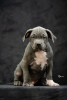 Zdjęcie №4. Sprzedam american bully w Ниш.  - cena - negocjowane