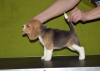 Zdjęcie №1. beagle (rasa psa) - na sprzedaż w Krasnodar | 2578zł | Zapowiedź №87489