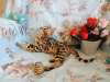 Zdjęcie №1. kot bengalski - na sprzedaż w Krasnodar | 3001zł | Zapowiedź № 8094