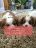 Zdjęcie №1. cavalier king charles spaniel - na sprzedaż w Skövde | negocjowane | Zapowiedź №47609