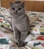 Zdjęcie №1. kot brytyjski krótkowłosy - na sprzedaż w Пршибрам | 25749zł | Zapowiedź № 75034