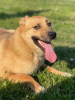Zdjęcie №2 do zapowiedźy № 29085 na sprzedaż  pies nierasowy - wkupić się Federacja Rosyjska prywatne ogłoszenie