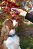 Dodatkowe zdjęcia: Cavalier King Charles Spaniel