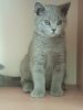 Zdjęcie №1. kot brytyjski krótkowłosy - na sprzedaż w Rzeszów | 2000zł | Zapowiedź № 68962