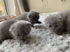 Zdjęcie №1. scottish fold - na sprzedaż w Helsinki | negocjowane | Zapowiedź № 88037