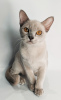 Zdjęcie №2 do zapowiedźy № 35412 na sprzedaż  kot burmski - wkupić się Federacja Rosyjska od żłobka, hodowca