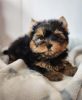 Zdjęcie №1. yorkshire terrier - na sprzedaż w Ньиредьхаза | negocjowane | Zapowiedź №110180