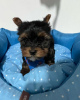 Zdjęcie №1. yorkshire terrier - na sprzedaż w Helsinki | 1046zł | Zapowiedź №43043