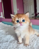 Zdjęcie №1. chinchilla cat - na sprzedaż w Leverkusen | negocjowane | Zapowiedź № 100403