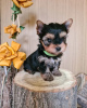 Zdjęcie №1. yorkshire terrier - na sprzedaż w Zrenjanin | negocjowane | Zapowiedź №78913