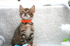 Zdjęcie №4. Sprzedam kot bengalski w Cottbus. prywatne ogłoszenie, hodowca - cena - 1256zł