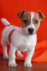 Zdjęcie №1. jack russell terrier - na sprzedaż w Leicester | negocjowane | Zapowiedź №123499