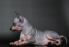 Dodatkowe zdjęcia: Szczeniaki American Hairless Terrier