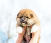 Zdjęcie №1. akita (rasa psa) - na sprzedaż w Mińsk | negocjowane | Zapowiedź №19600