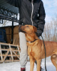 Zdjęcie №3. Opiekunka i pomocnik dla psa szuka domu. Federacja Rosyjska