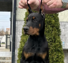 Zdjęcie №1. doberman - na sprzedaż w Belgrad | negocjowane | Zapowiedź №97073