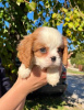 Zdjęcie №4. Sprzedam cavalier king charles spaniel w Zrenjanin. hodowca - cena - negocjowane