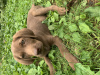 Zdjęcie №1. labrador retriever - na sprzedaż w Tbilisi | Bezpłatny | Zapowiedź №61164