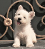 Zdjęcie №1. west highland white terrier - na sprzedaż w Москва | 4754zł | Zapowiedź №113561