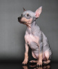 Dodatkowe zdjęcia: Szczeniaki American Hairless Terrier