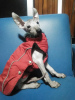 Zdjęcie №1. nagi pies meksykański - na sprzedaż w Салоники | 2905zł | Zapowiedź №8285