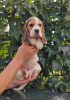 Zdjęcie №1. beagle (rasa psa) - na sprzedaż w Бердянск | 1465zł | Zapowiedź №68895