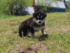 Dodatkowe zdjęcia: Sprawdź Alaska Malamute-Welpen