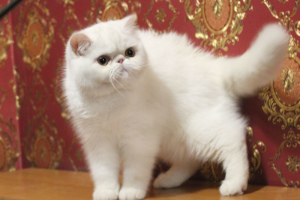 Zdjęcie №2 do zapowiedźy № 4784 na sprzedaż  kot egzotyczny - wkupić się Ukraina prywatne ogłoszenie
