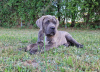 Dodatkowe zdjęcia: Cane Corso Italiano Puppies (FCI)