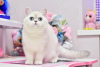 Zdjęcie №2 do zapowiedźy № 36928 na sprzedaż  kot brytyjski krótkowłosy - wkupić się Ukraina od żłobka, hodowca