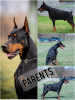 Zdjęcie №1. doberman - na sprzedaż w Belgrad | negocjowane | Zapowiedź №115573