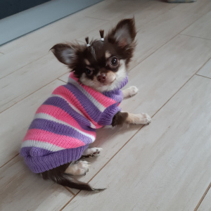 Zdjęcie №3. Chihuahua mini girl. Białoruś