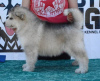 Zdjęcie №3. Szczenięta Alaskan Malamute. Serbia