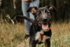 Zdjęcie №2 do zapowiedźy № 80906 na sprzedaż  pies nierasowy - wkupić się Federacja Rosyjska ze schronu
