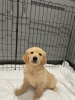 Zdjęcie №3. Piękny golden retriever do bezpłatnej adopcji. Niemcy