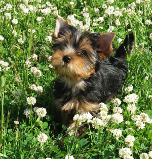 Zdjęcie №1. yorkshire terrier - na sprzedaż w Petersburg | Negocjowane | Zapowiedź №2668