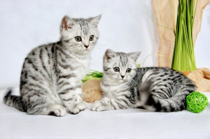 Zdjęcie №3. Mamy piękne rasowe koty brytyjskie krótkowłose w kolorze. Niemcy