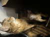 Dodatkowe zdjęcia: RuddySomalijskie kocięta długowłose