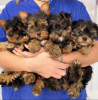 Zdjęcie №1. yorkshire terrier - na sprzedaż w Гамбург | negocjowane | Zapowiedź №48907