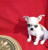 Dodatkowe zdjęcia: Chihuahua