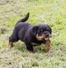 Zdjęcie №1. rottweiler - na sprzedaż w Lisbon | 990zł | Zapowiedź №117807