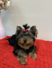 Zdjęcie №1. yorkshire terrier - na sprzedaż w Kijów | 3841zł | Zapowiedź №8938