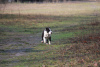 Zdjęcie №3. Amerykański staffordshire terrier. Serbia