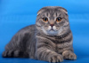 Zdjęcie №1. scottish fold - na sprzedaż w Москва | negocjowane | Zapowiedź № 105556