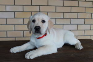 Dodatkowe zdjęcia: Szczeniak Labrador retriever dostępny w sprzedaży