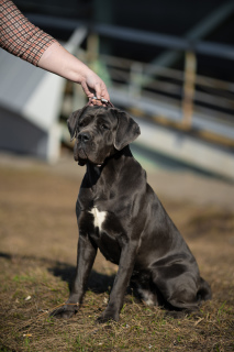 Zdjęcie №3. Bardzo rasa Cane Corso. Federacja Rosyjska